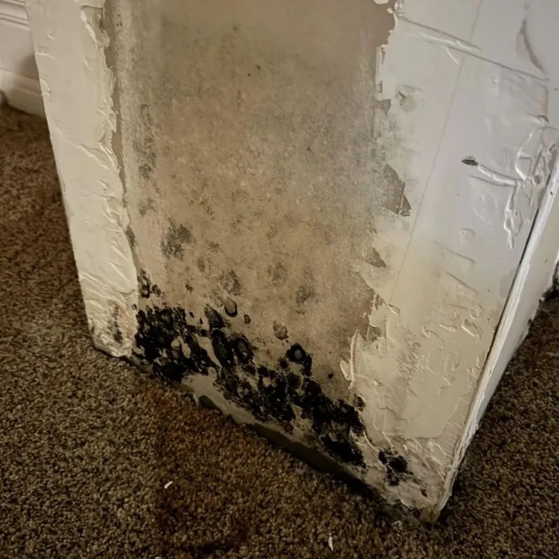 Professional Mold Removal in Crawfordsville, IN